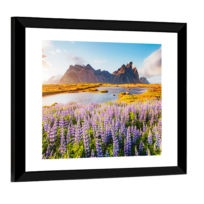 Lupine Fields at Vestrahorn Wall Art as a framed print