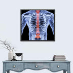Male Spine X-ray Illustration Wall Art