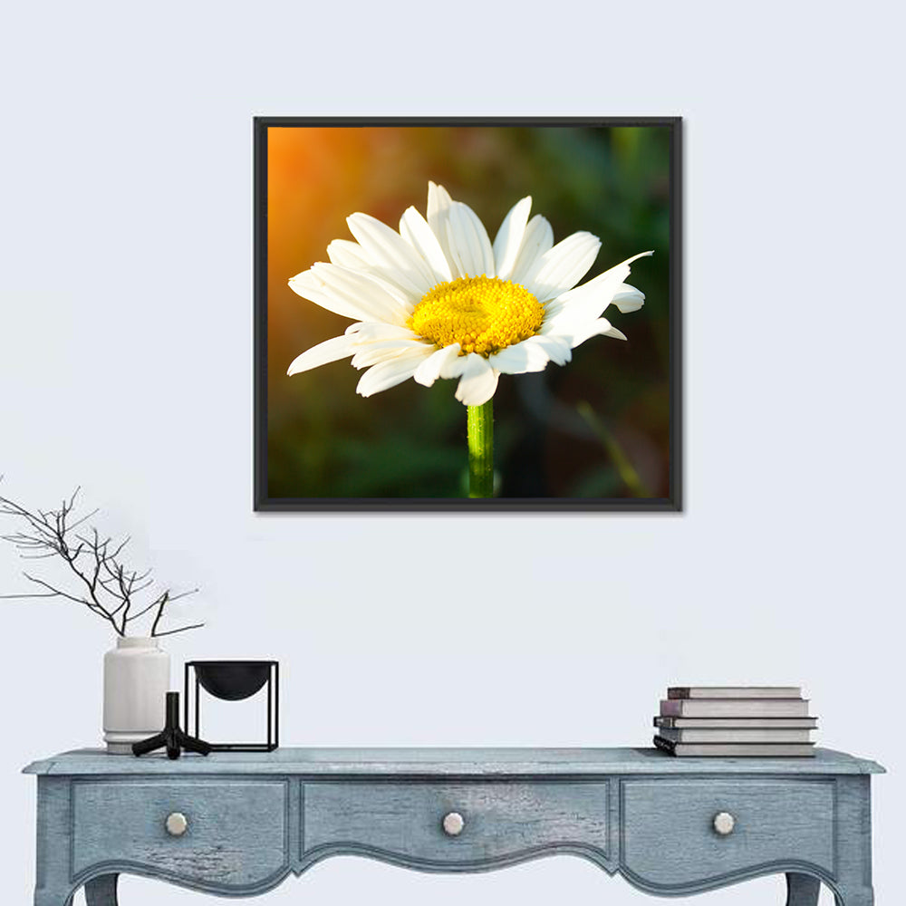Single Daisy at Sunset Wall Art in a room, square