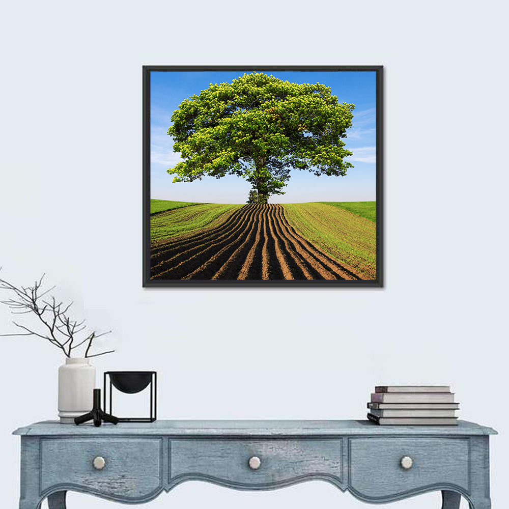 Solitary Tree on Plowed Hill Wall Art