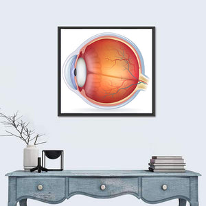 Human Eye Anatomy Wall Art