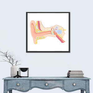 Human Ear Anatomy Wall Art