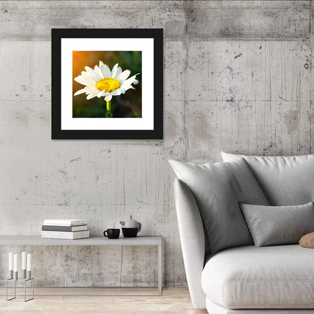 Single Daisy at Sunset Wall Art in a room, square
