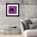 Rain Touched Purple Rose Wall Art