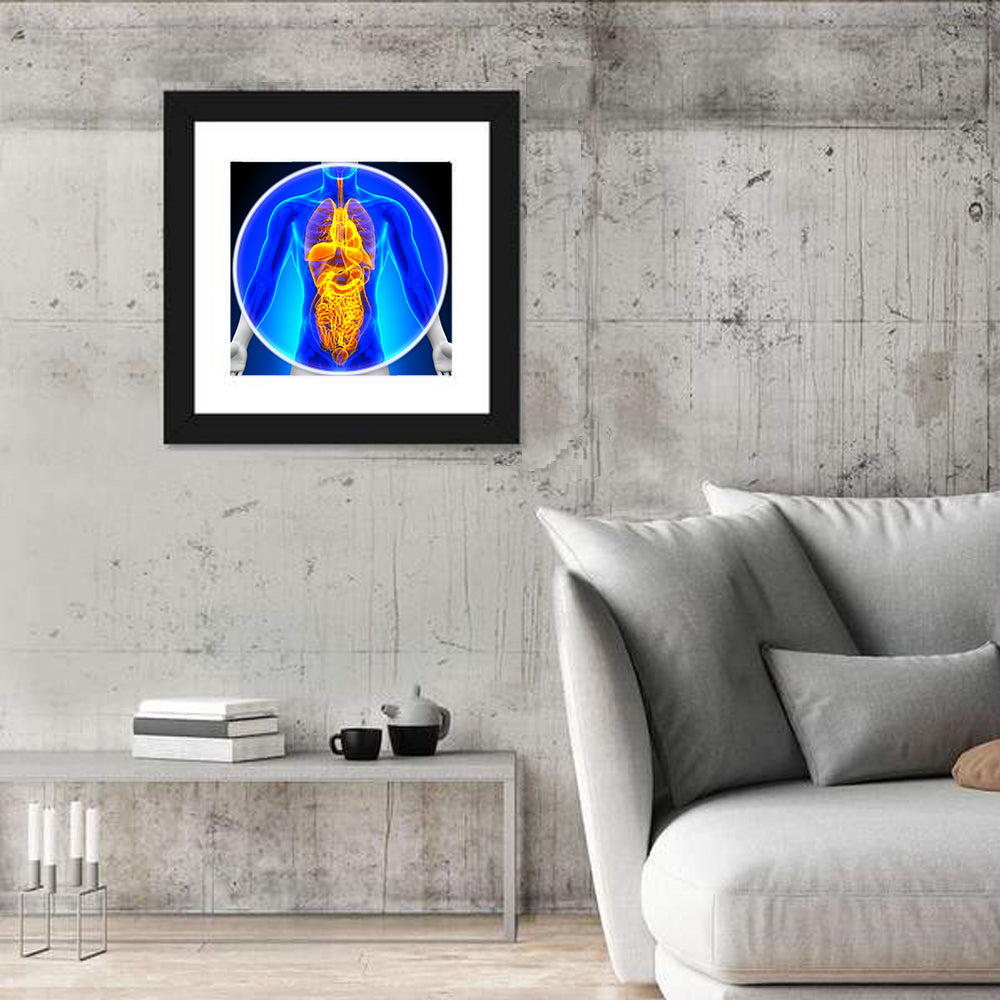 All Organs X-ray Illustration Wall Art in a room, square