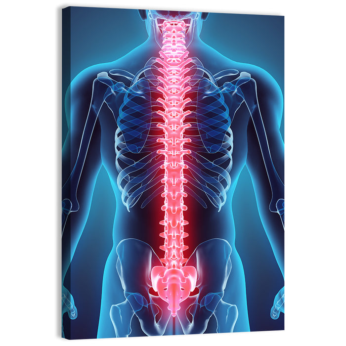Human Spine Anatomy Illustration Wall Art as a canvas print