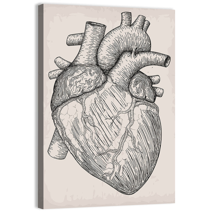 Human Heart Sketch Wall Art as a canvas print