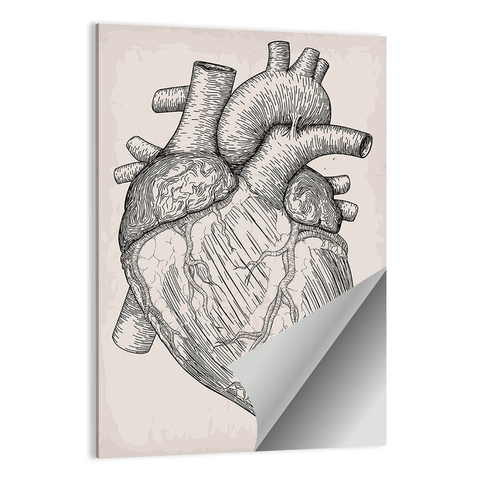 Human Heart Sketch Wall Art as a poster print
