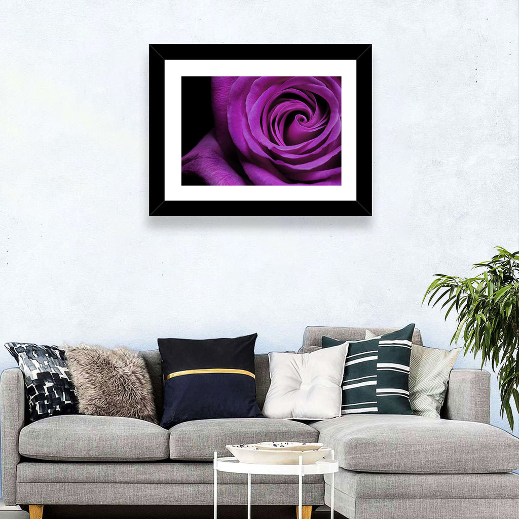 Purple Rose Close-up Wall Art