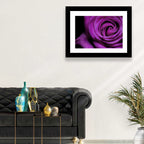 Purple Rose Close-up Wall Art