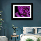 Purple Rose Close-up Wall Art