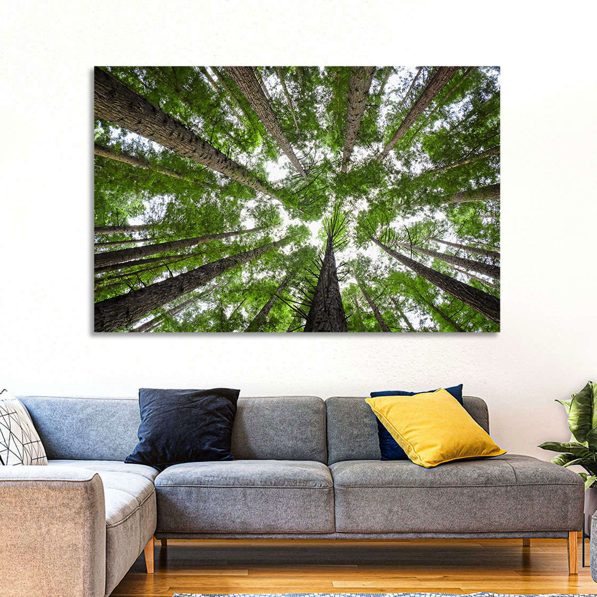 Redwood Forest Canopy Wall Art in a room, landscape