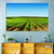 Vineyard Landscape Wall Art