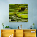 Giant Victoria Amazonica Lily Pads Wall Art