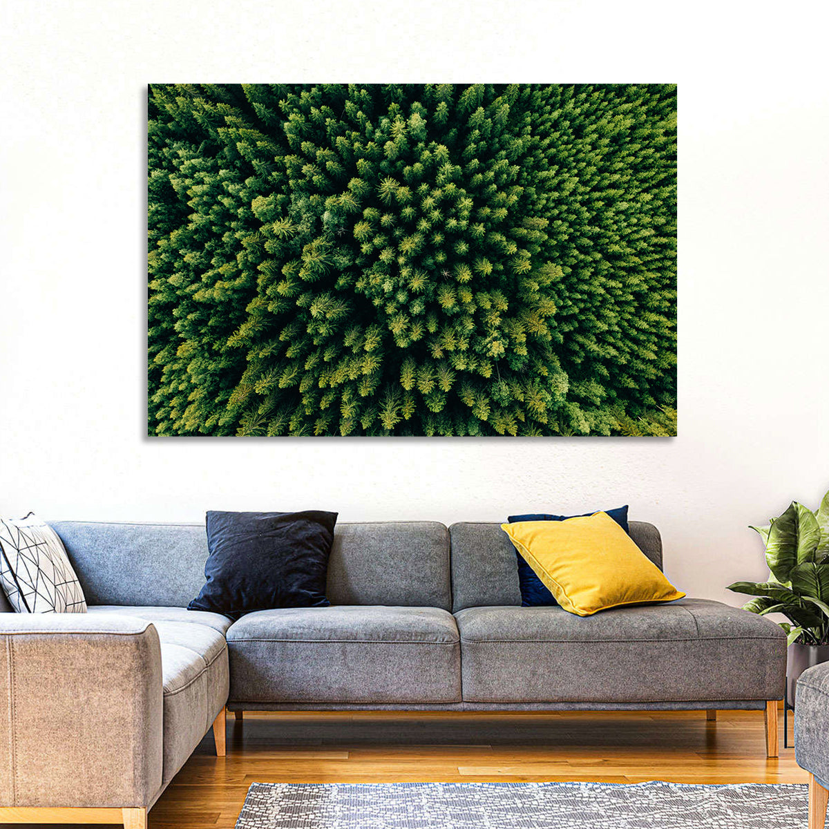 Aerial Conifer Canopy Wall Art in a room, landscape