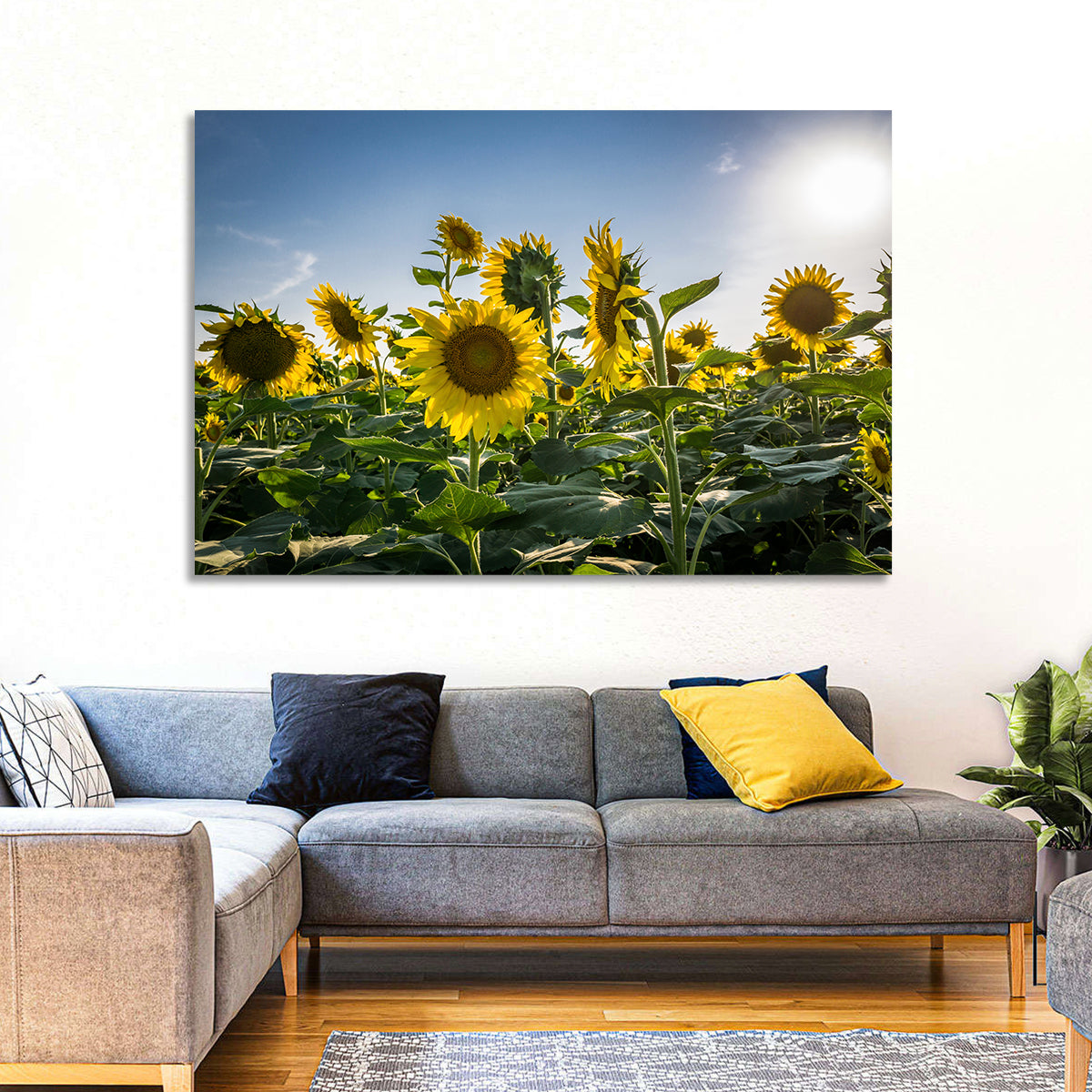 Backlit Sunflower Field Wall Art