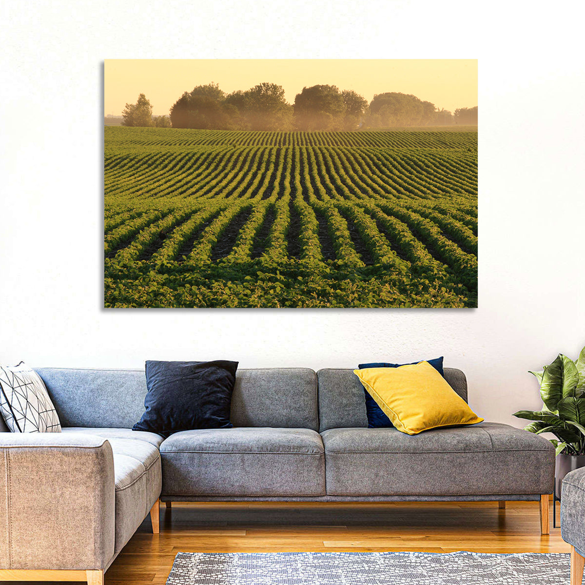 Misty Soybean Field at Dusk Wall Art in a room, landscape