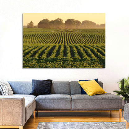 Misty Soybean Field Wall Art