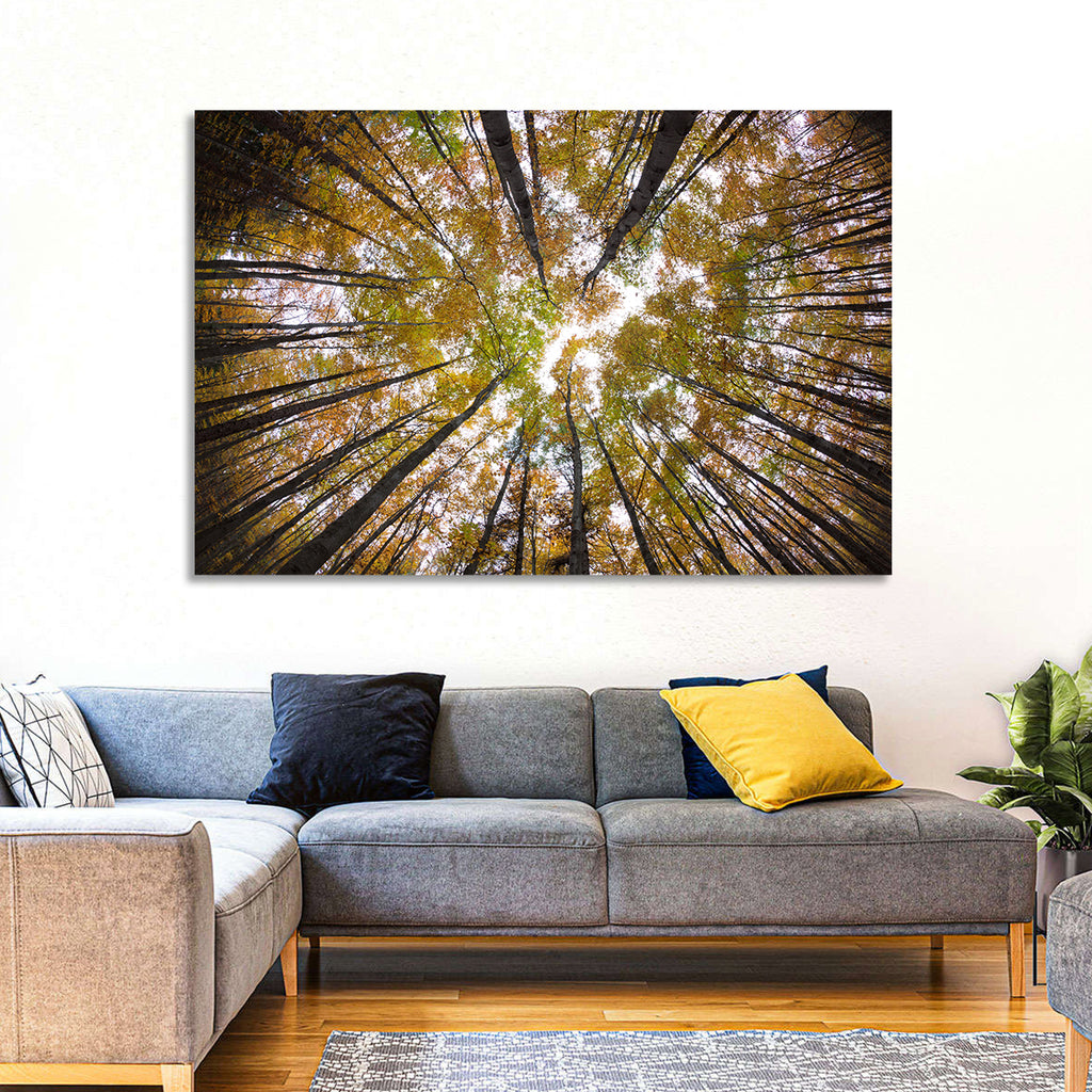 Autumn Forest Canopy Looking Up Wall Art