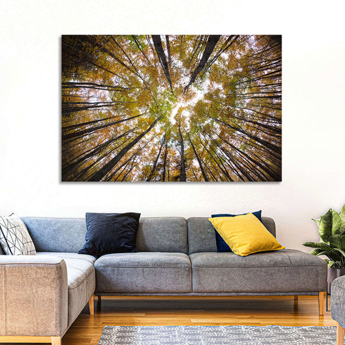 Autumn Forest Canopy Looking Up Wall Art