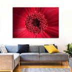Red Gerbera Daisy Macro Close Up Wall Art