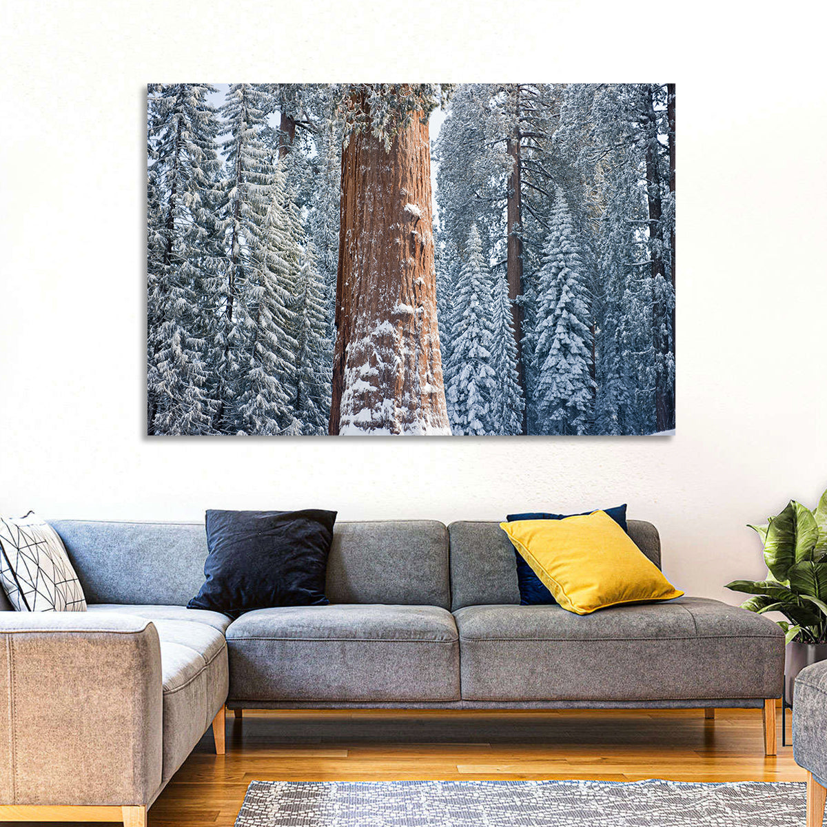 Winter Giant Sequoia in Snowy Forest Wall Art