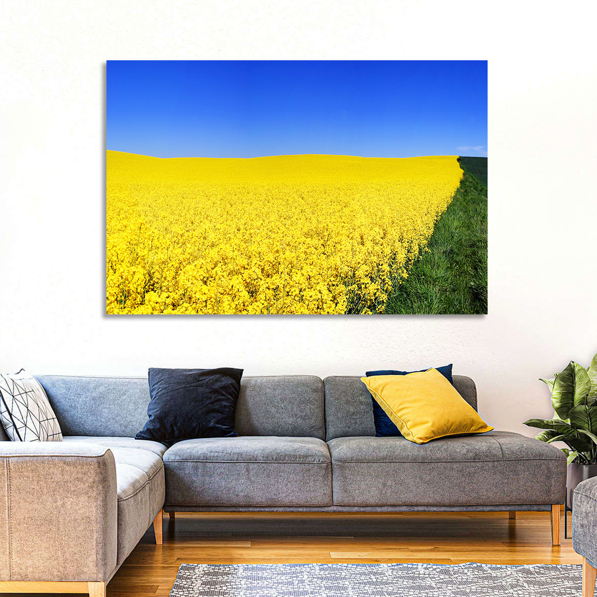 Sunlit Rapeseed Field Wall Art in a room, landscape