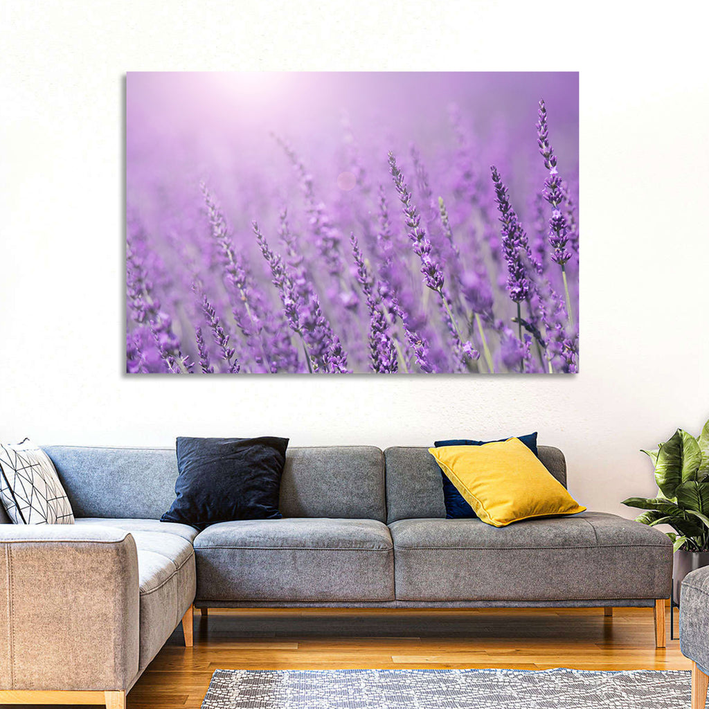 Sunlit Lavender Field Wall Art
