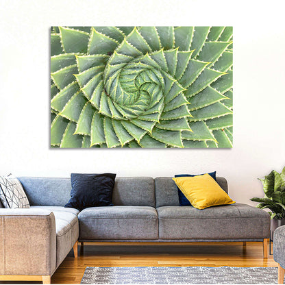 Spiral Aloe Wall Art