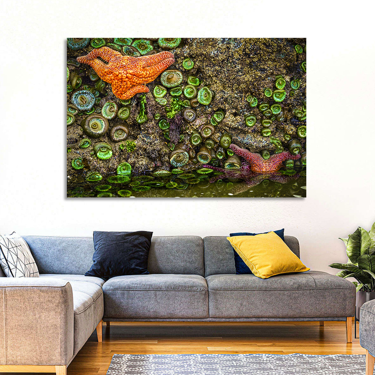 Orange Starfish Tide Pool Wall Art in a room, landscape