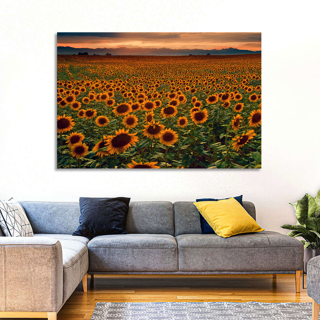 Colorado Sunflower Field at Sunset Wall Art