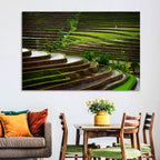 Lush Rice Terraces Wall Art