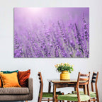 Sunlit Lavender Field Wall Art