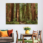 Muir Woods Redwood Trail Wall Art