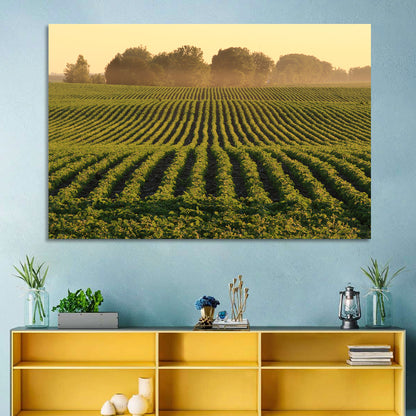 Misty Soybean Field Wall Art