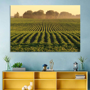 Misty Soybean Field Wall Art