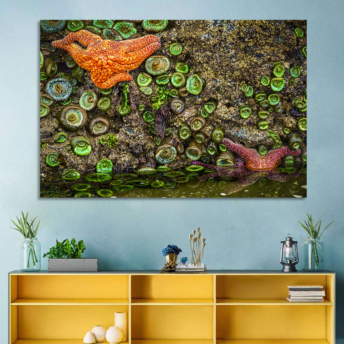 Orange Starfish Tide Pool Wall Art