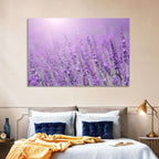 Sunlit Lavender Field Wall Art