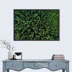 Aerial Conifer Canopy Wall Art