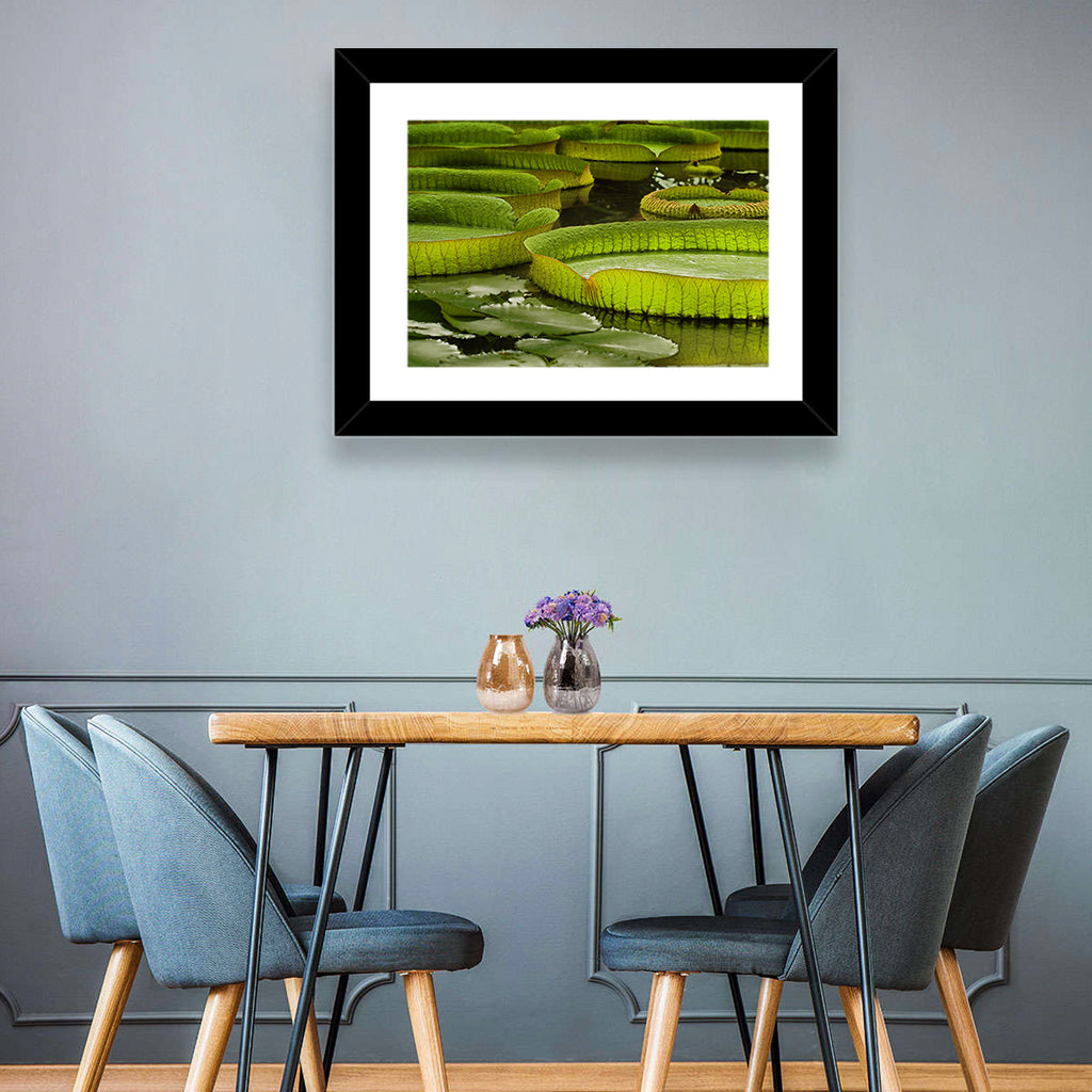 Giant Victoria Amazonica Lily Pads Wall Art