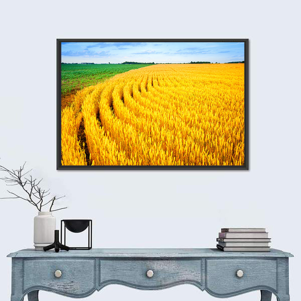 Summer Wheat Field with Curved Paths Wall Art in a room, landscape