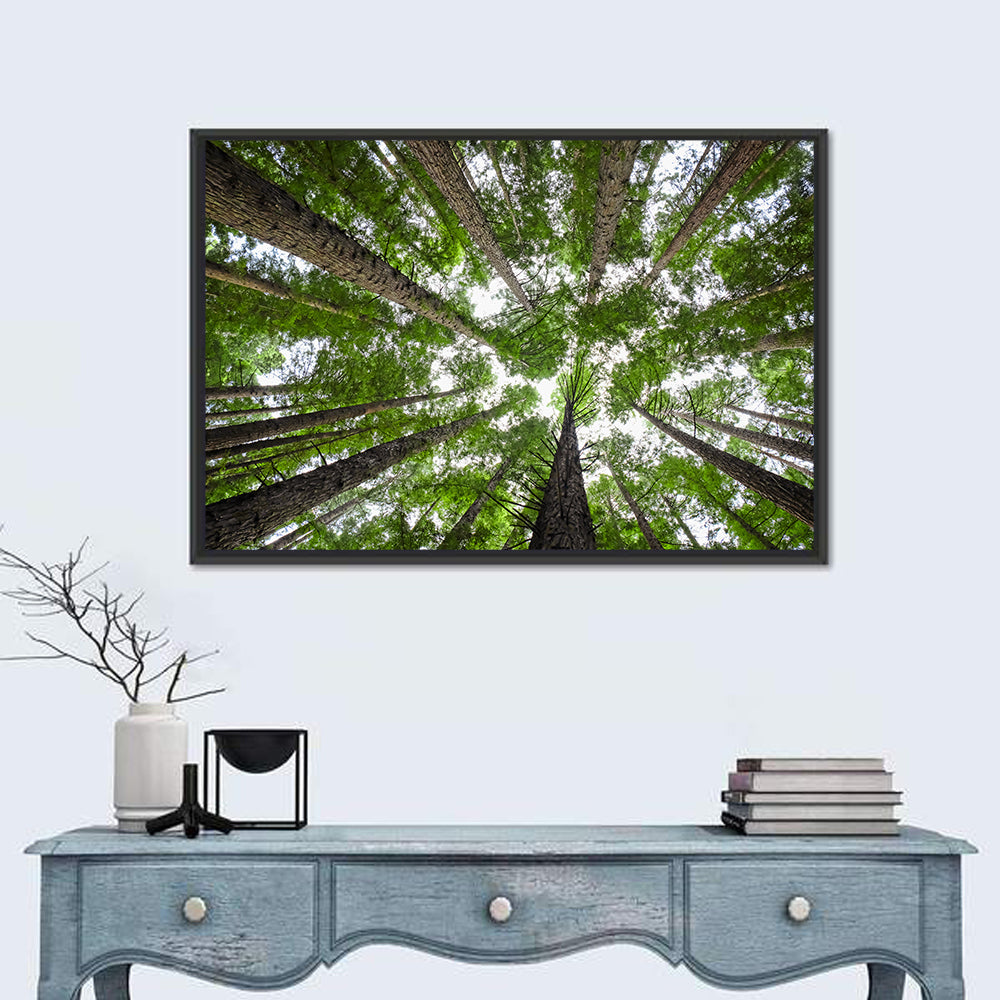 Redwood Forest Canopy Wall Art in a room, landscape