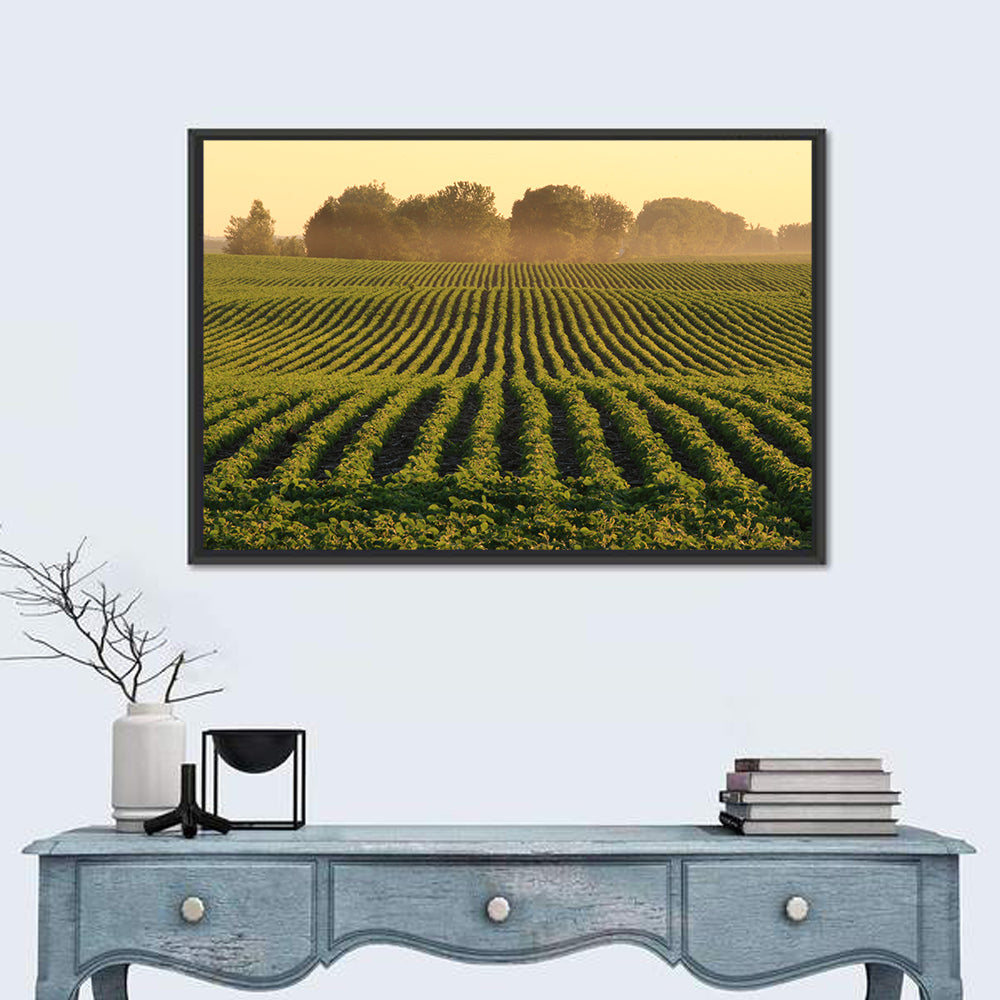Misty Soybean Field at Dusk Wall Art in a room, landscape