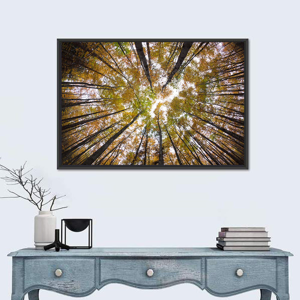 Autumn Forest Canopy Looking Up Wall Art