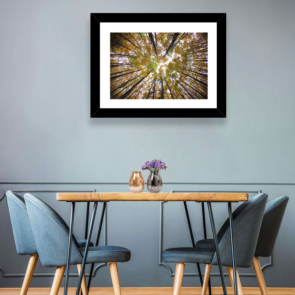 Autumn Forest Canopy Looking Up Wall Art