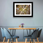Autumn Forest Canopy Looking Up Wall Art