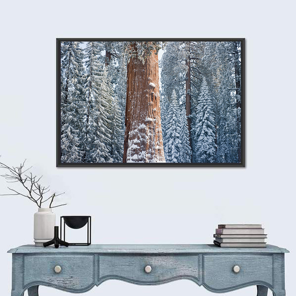 Winter Giant Sequoia in Snowy Forest Wall Art