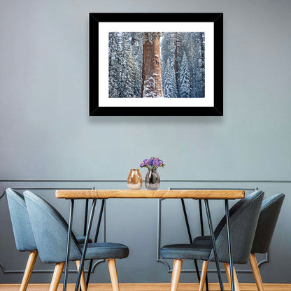 Giant Sequoia Tree Wall Art