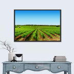 Sunlit Vineyard Rows Wall Art