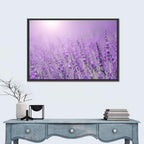 Sunlit Lavender Field Wall Art